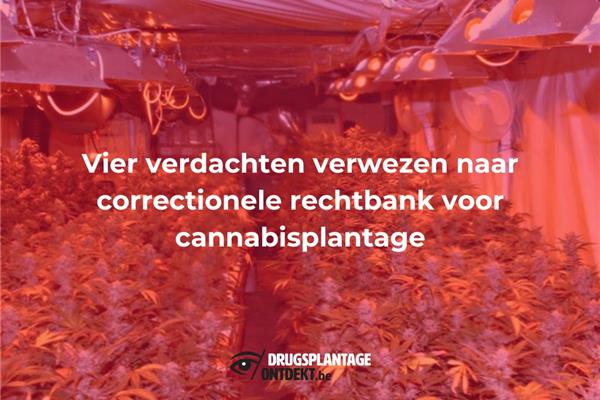 Wommelgem - Vier verdachten verwezen naar correctionele rechtbank voor cannabisplantage